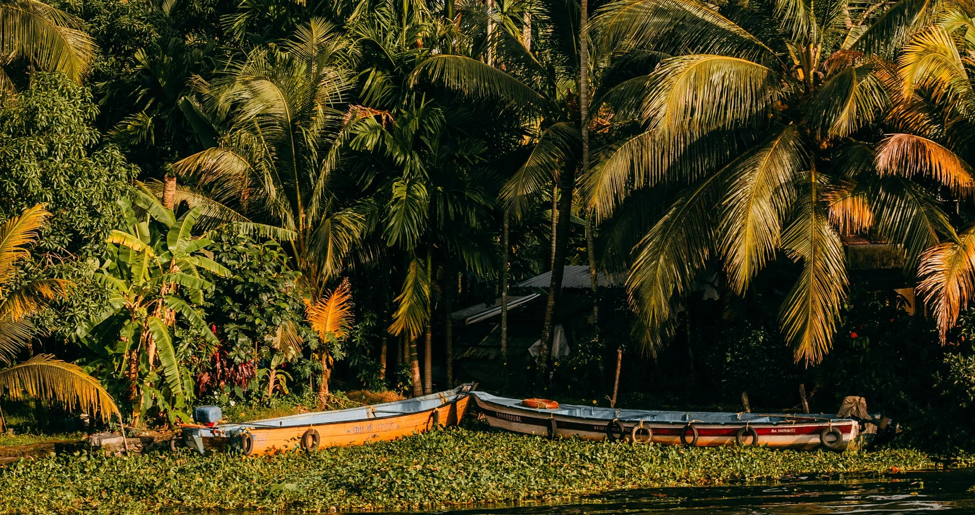Kerala backwaters surrounded by tropical greenery
