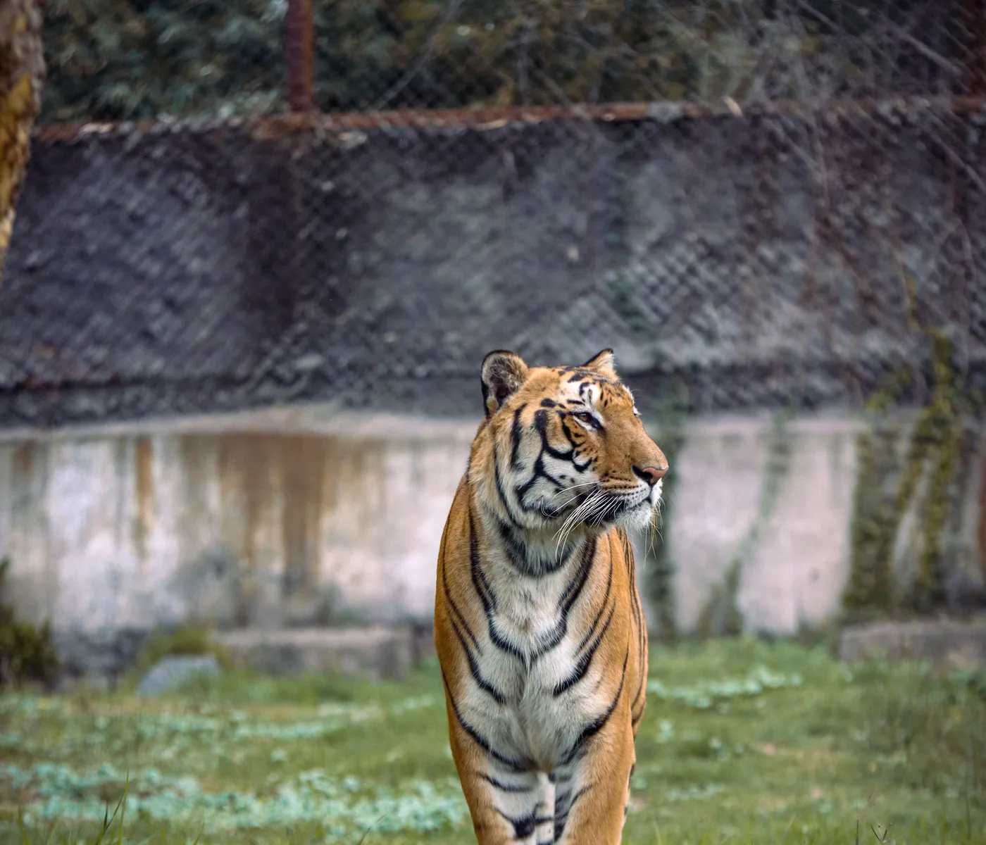 Tiger and safari vehicles on a wildlife excursion