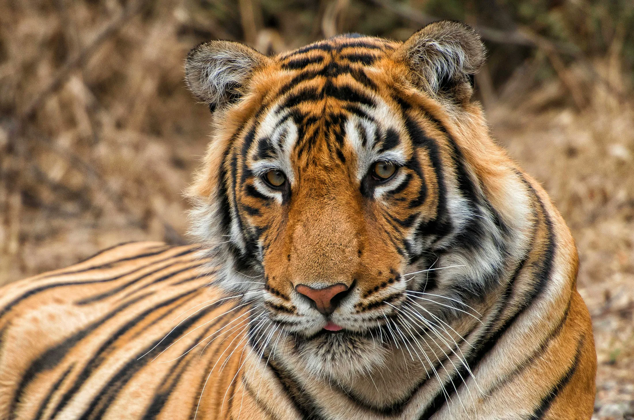 Close view of a resting Bengal tiger