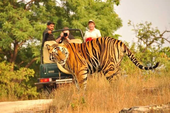 Photograph from Tribal & Wildlife Tour of Central India