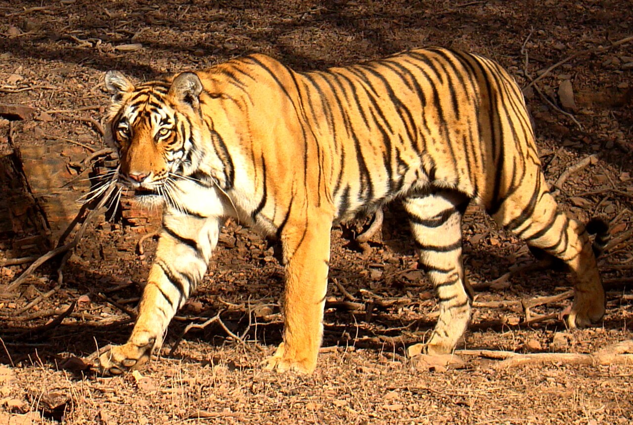 Wild Tiger Safari in Ranthambore